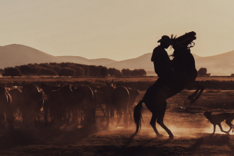 Aldo Vendramin analisa como o Freio de Ouro define padrões de excelência para os cavalos crioulos.