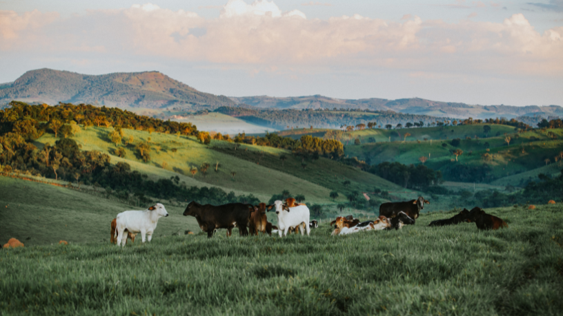 Agricultura familiar ganha mais produtividade e equilíbrio com a agroecologia, explica Fabio Jose Gentil Pereira Rosa.